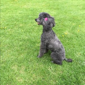 Meet your Posher, Sherri